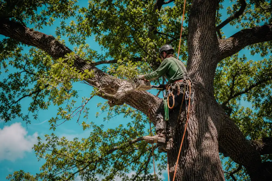 Tree Trimming Cost Texas: What to Expect 2026